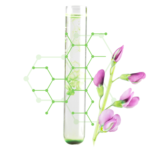 D-stress active, from the Indian plant Tephrosia purpurea. radiance promoter for a better skin appearance​